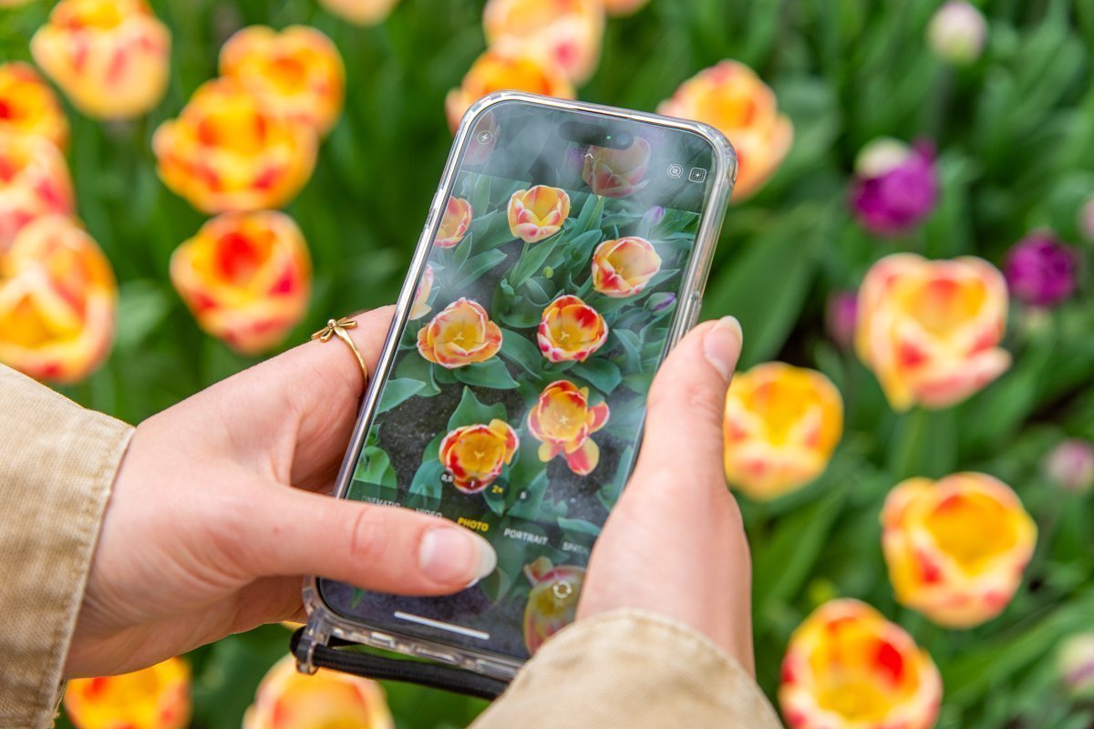 Détail des tulipes