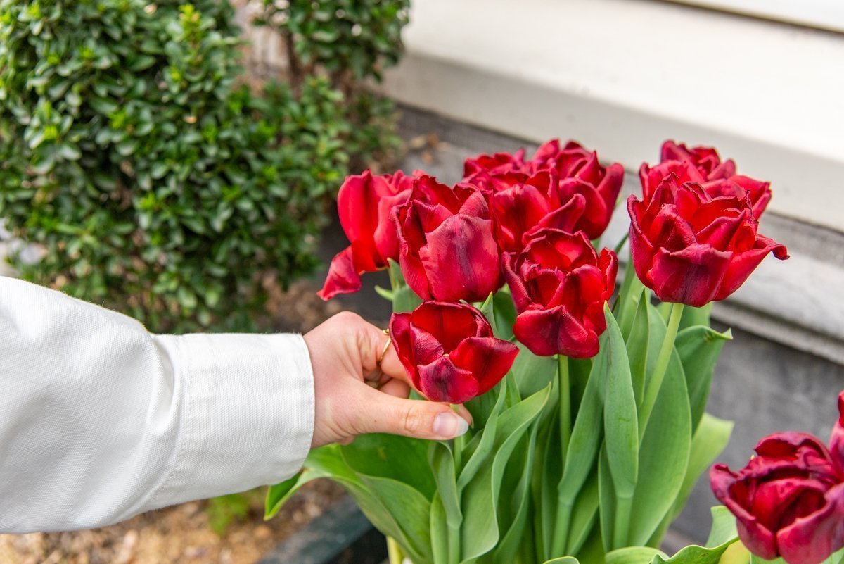 Printemps la saison des tulipes à Amsterdam